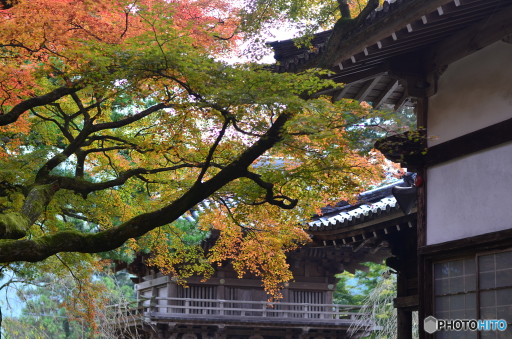 千如寺の紅葉④