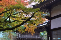 千如寺の紅葉④