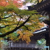 千如寺の紅葉④