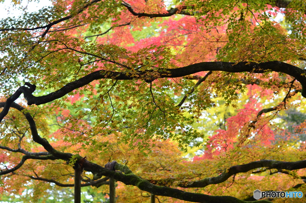 千如寺の紅葉⑤
