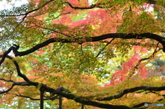 千如寺の紅葉⑤