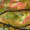 千如寺の紅葉⑤