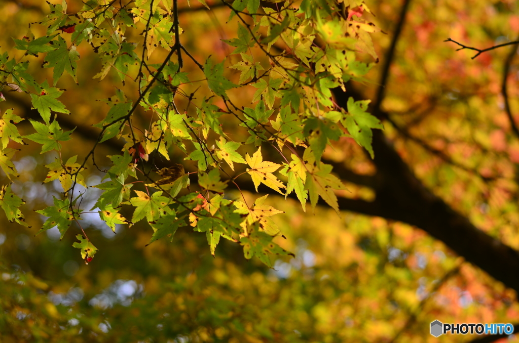 千如寺の紅葉⑧