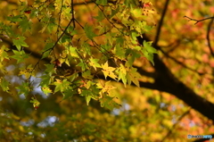 千如寺の紅葉⑧