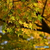 千如寺の紅葉⑧