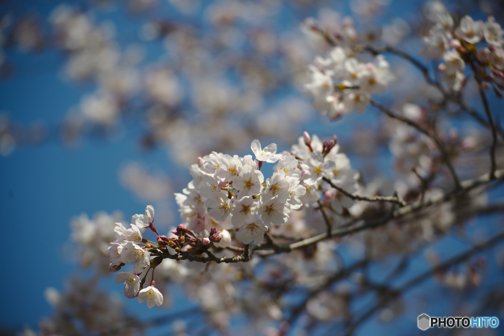 2020年桜_05