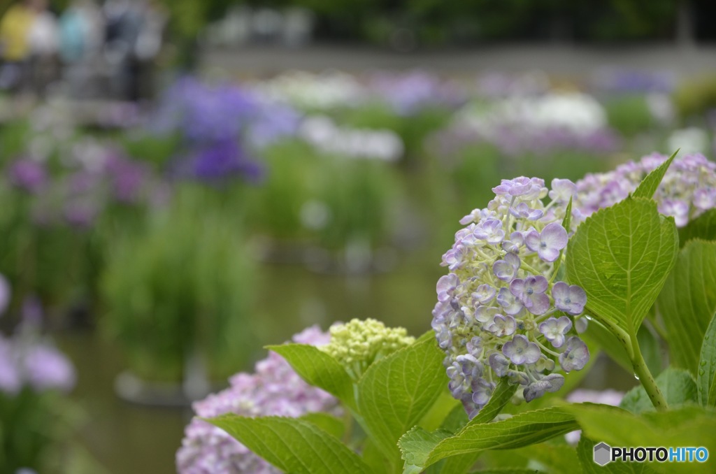 紫陽花　太宰府天満宮