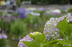 紫陽花　太宰府天満宮