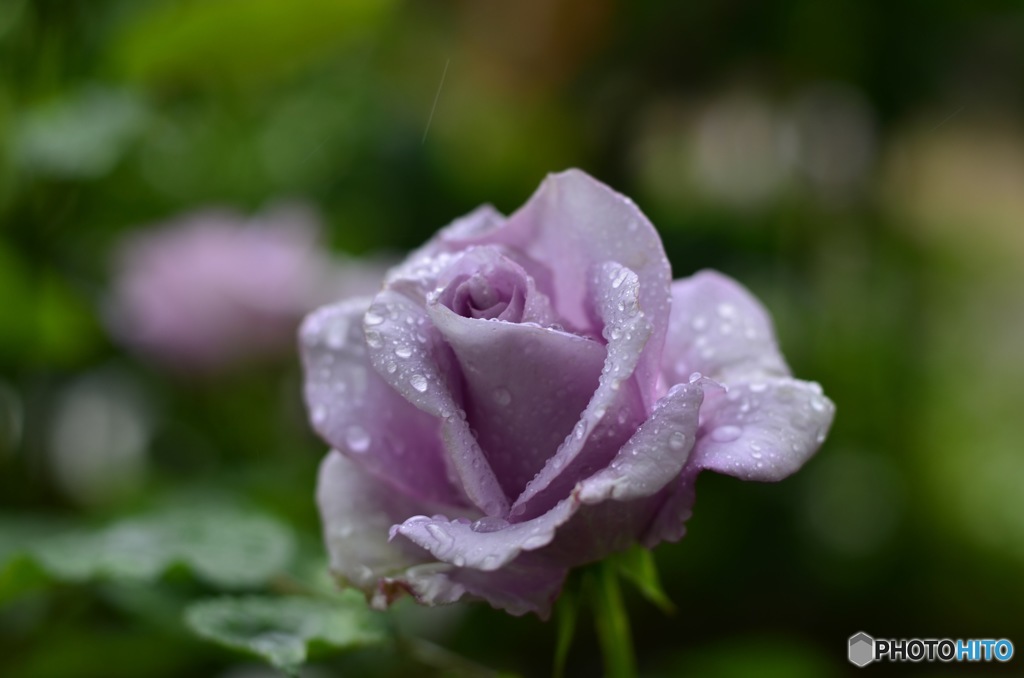 石橋文化センター　薔薇フェア