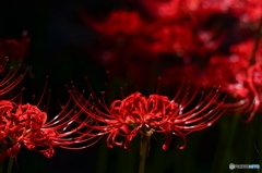 彼岸花7