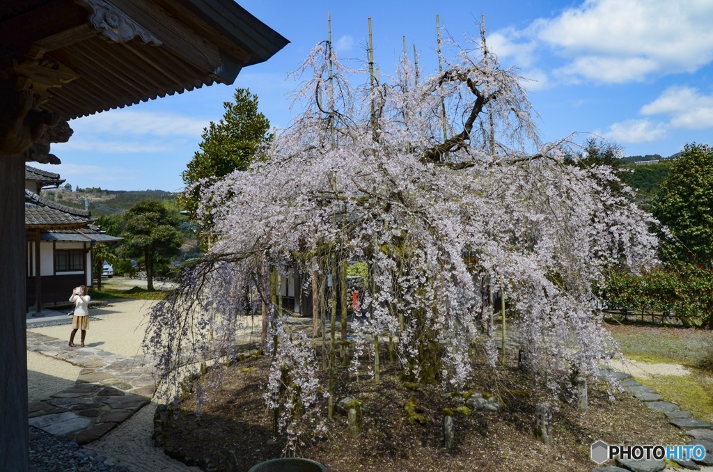 枝垂れ桜　黒木町　光善寺2