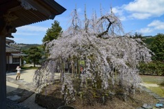 枝垂れ桜　黒木町　光善寺2