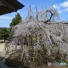 枝垂れ桜　黒木町　光善寺2