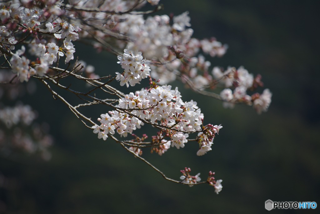 2020年桜_03