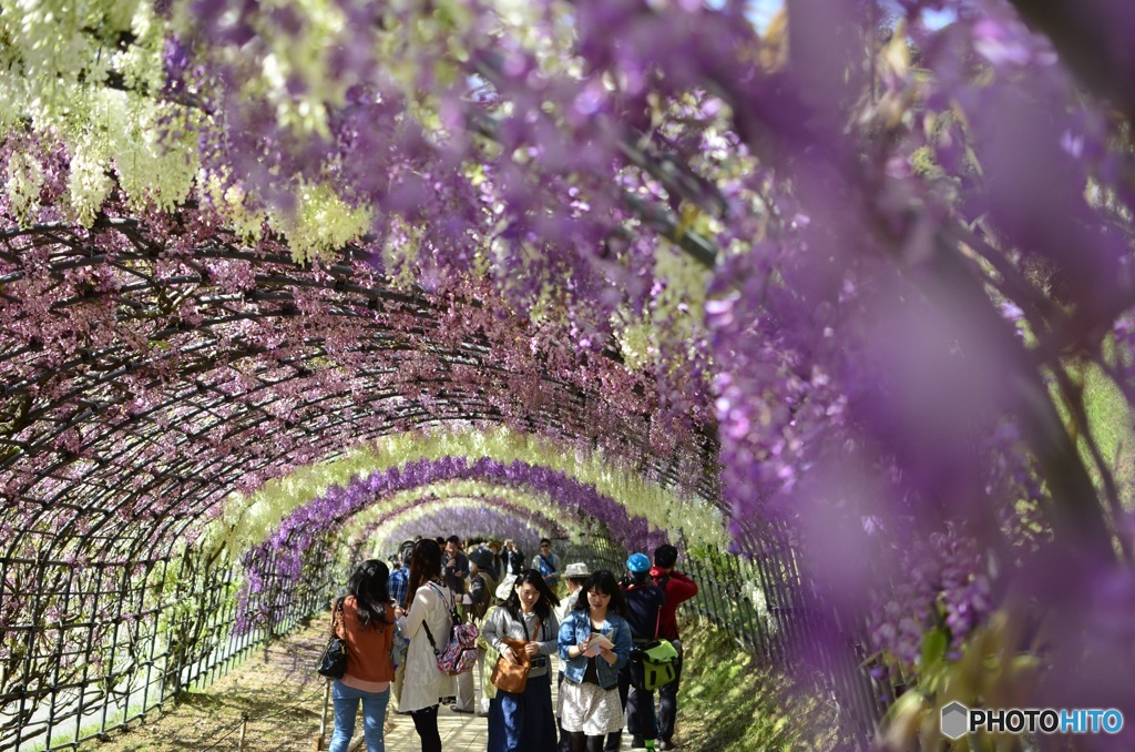 河内藤園
