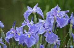 花菖蒲　太宰府天満宮