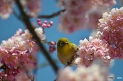サクジロー