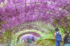 河内藤園②