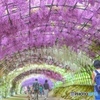 河内藤園②