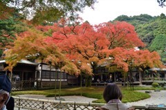 千如寺の紅葉①