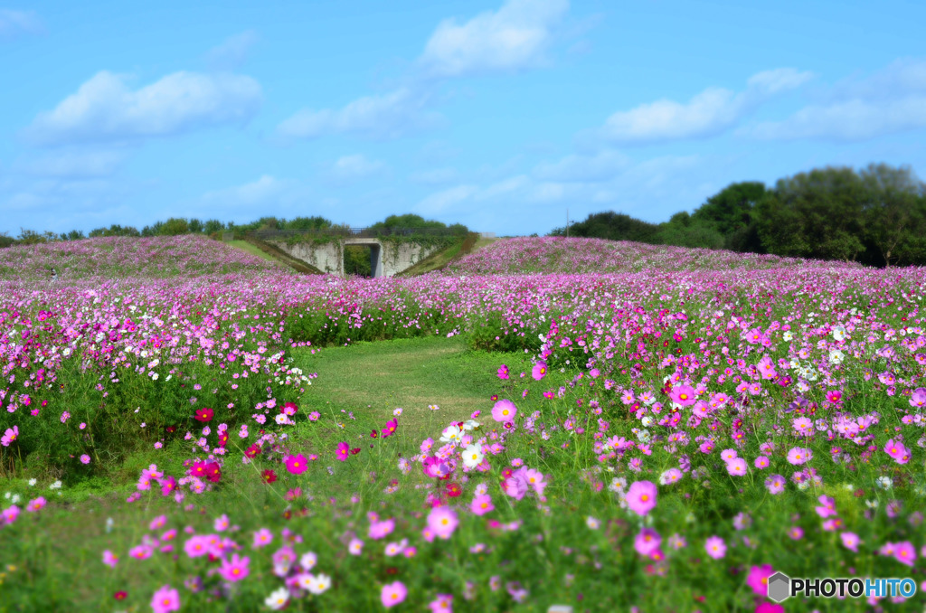 海の中道海浜公園5