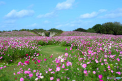 海の中道海浜公園5
