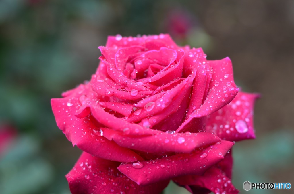 石橋文化センター　薔薇フェア