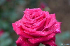 石橋文化センター　薔薇フェア