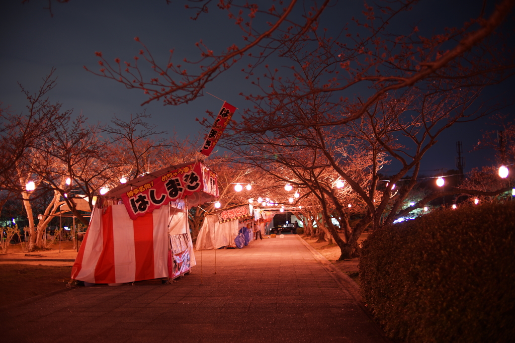 桜、まだ咲かず。