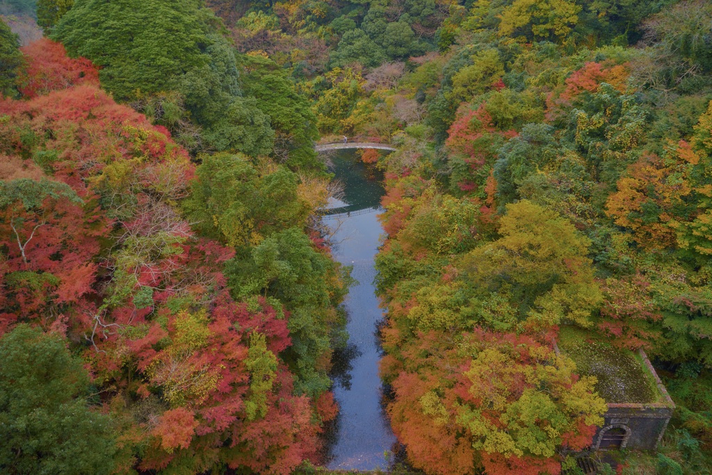 紅葉