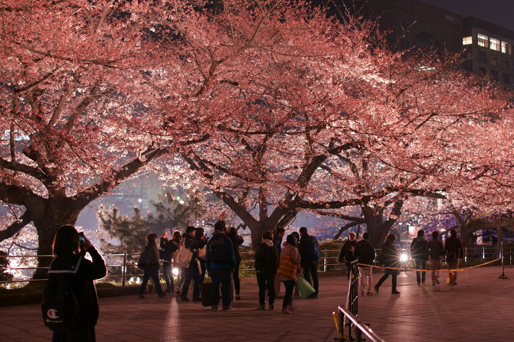 お花見写真