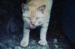 猫*3回生