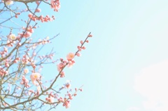 太宰府＊梅