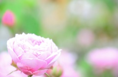 花の郷＊2015