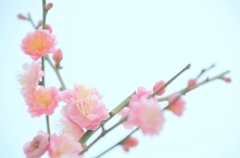 太宰府＊梅②