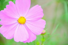 花の郷＊2015