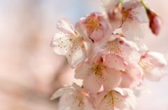 新宿御苑寒桜