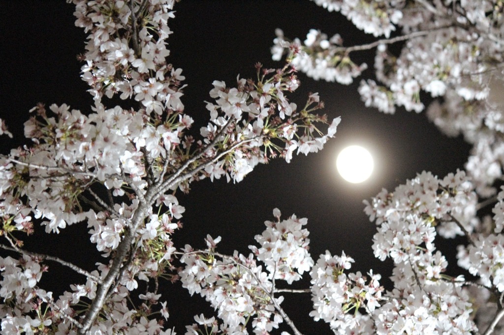 夜桜と月