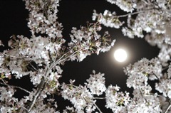 夜桜と月