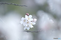 白桜