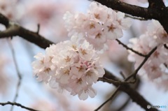 ぽんぽん桜