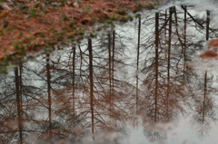 ガラッと変わって秋