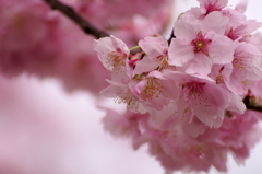 桜咲け