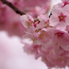 桜咲け
