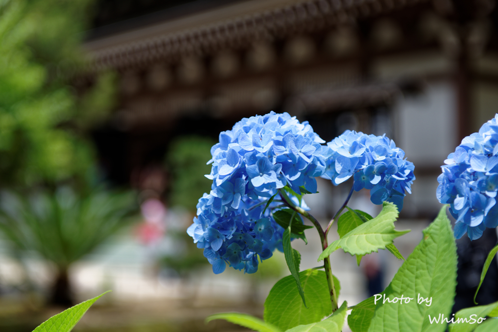 紫陽花（青）