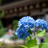 紫陽花（青）