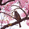 野鳥撮影