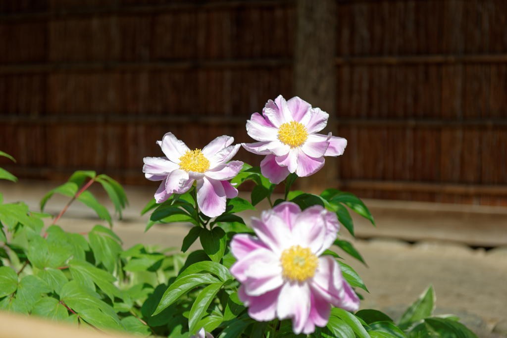 小石川後楽園1