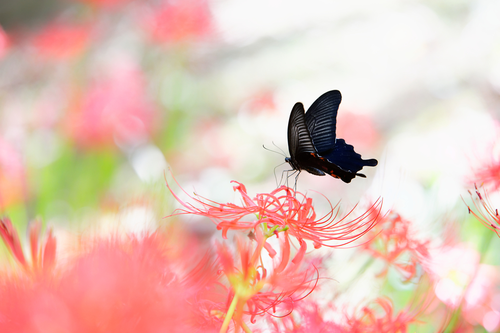 彼岸花と黒アゲハ蝶