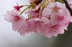 桜咲け2